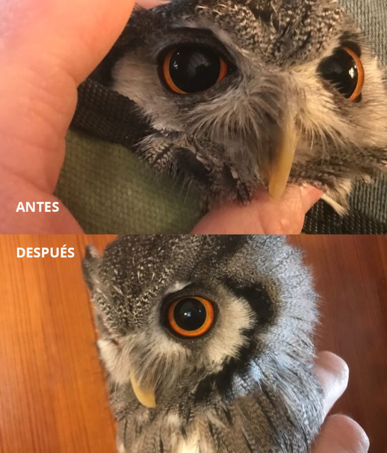 Cuidado de aves de presa