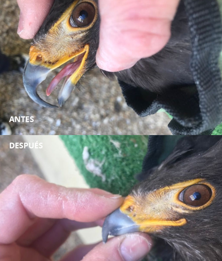 Cuidado de aves de presa
