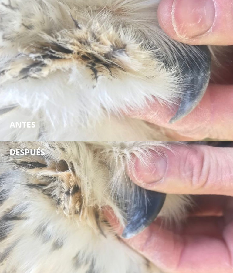 Cuidado de aves de presa