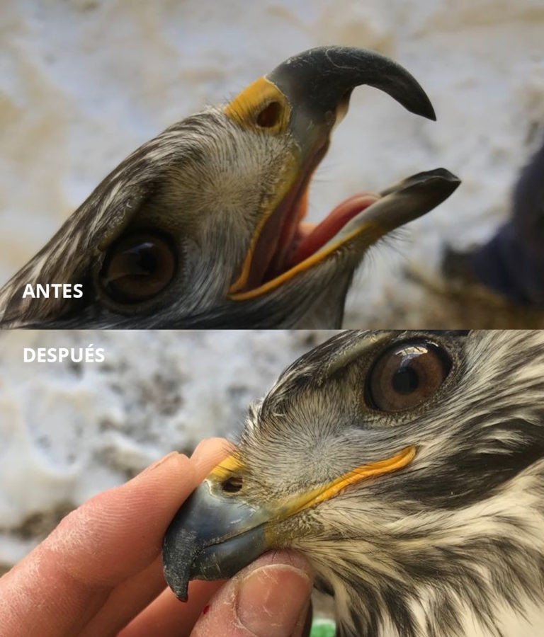 Cuidado de aves de presa