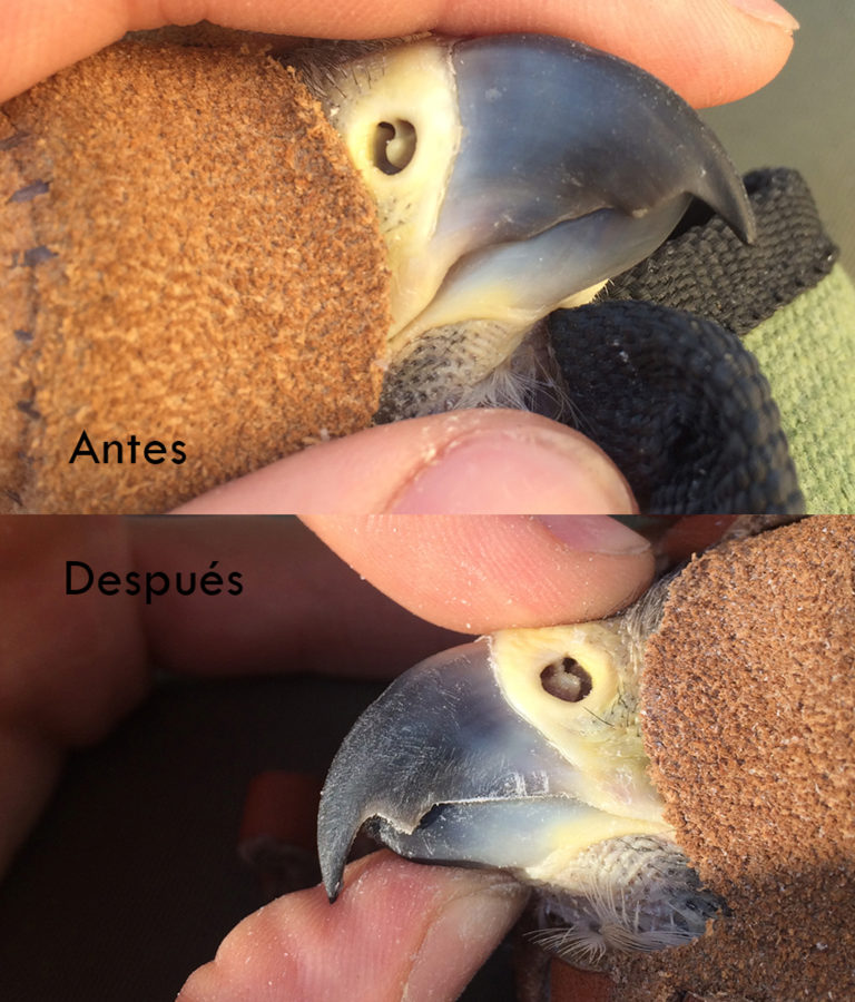 Cuidado de aves de presa