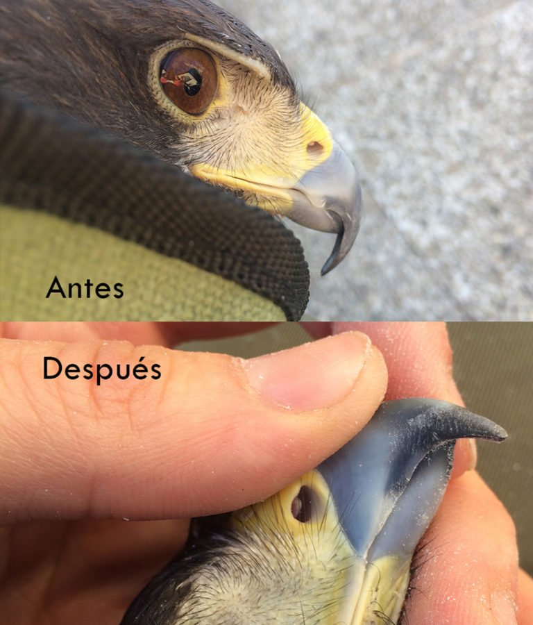 Cuidado de aves de presa