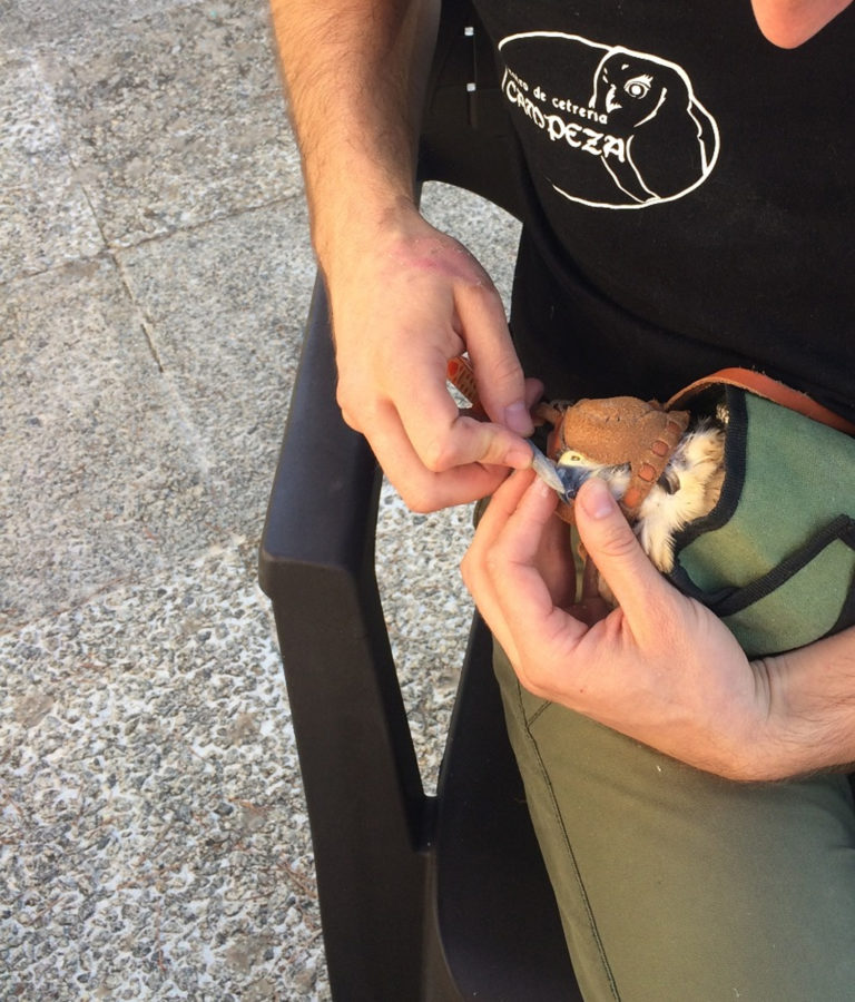 Cuidado de aves de presa