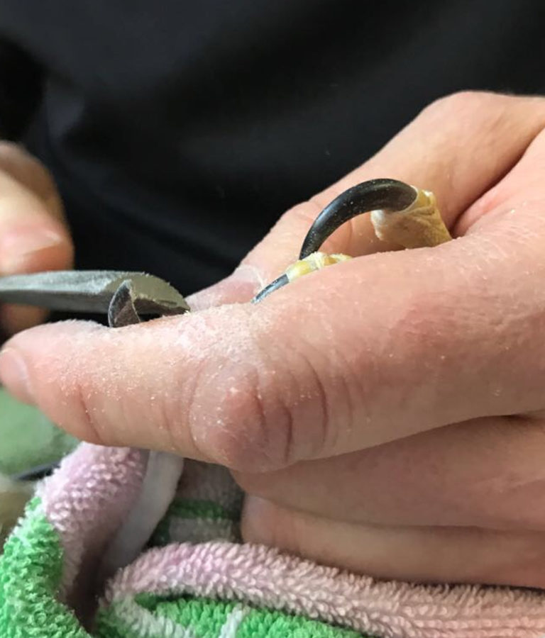 Cuidado de aves de presa