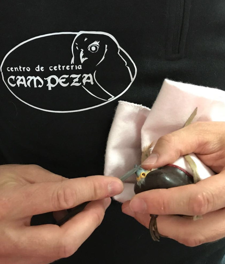 Cuidado de aves de presa