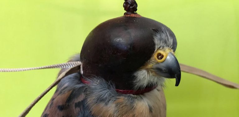 Técnicas Tradicionales de Cetrería: Caperuza