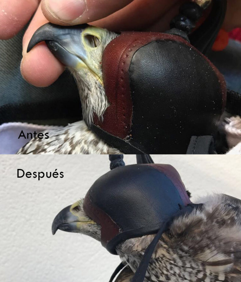 Cuidado de aves de presa