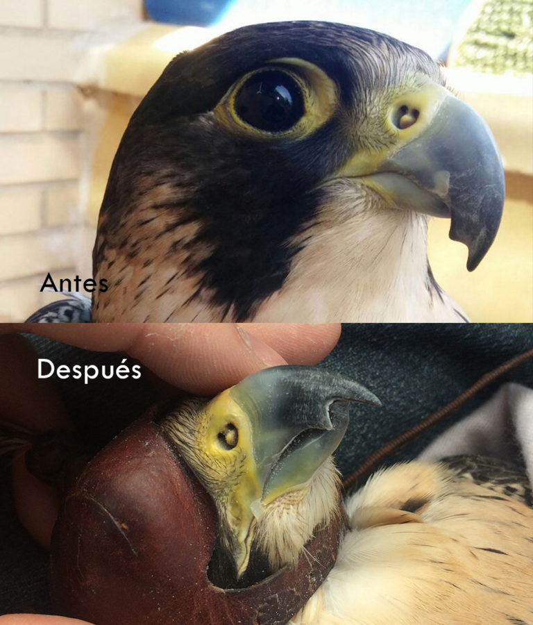 Cuidado de aves de presa