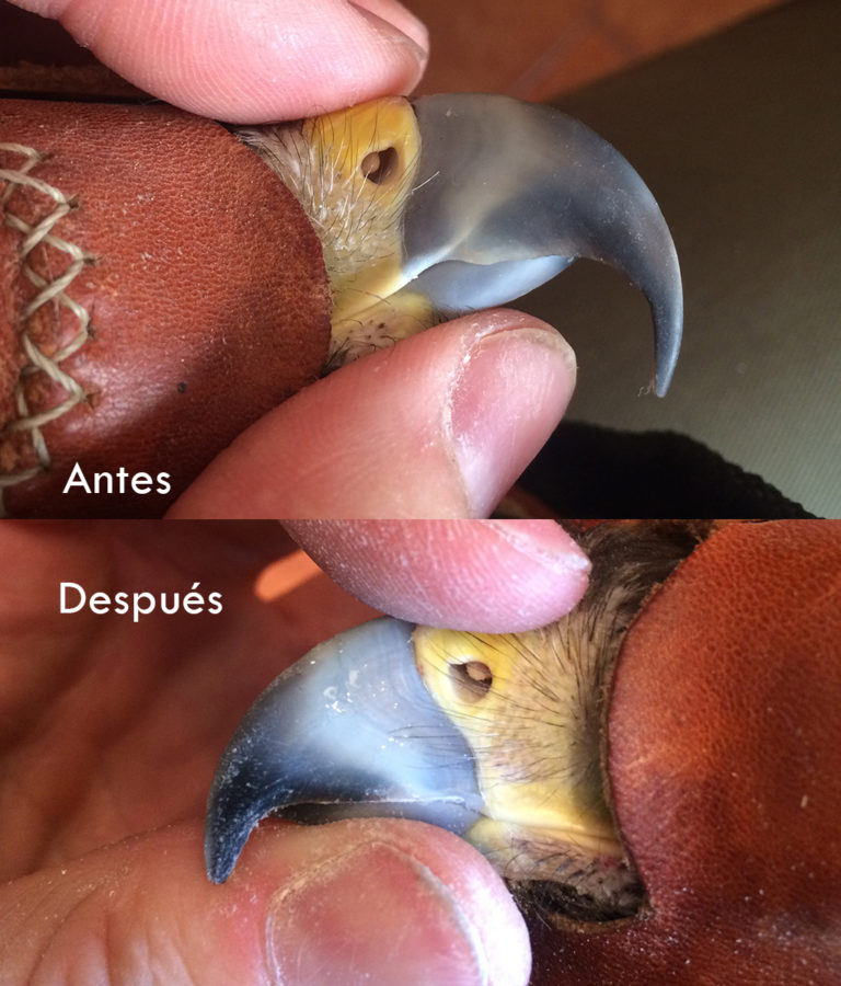 Cuidado de aves de presa