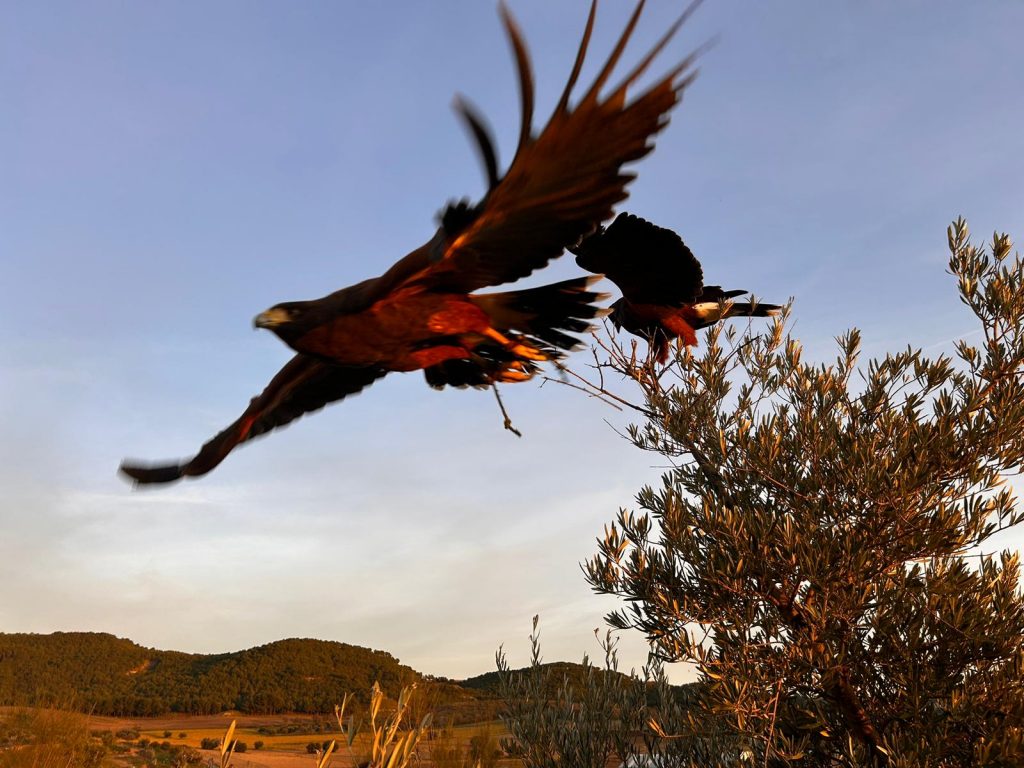 Aguilas en pleno vuelo - Campeza cetrería ayuda en la rehabilitación de enfermedades con aves entrenadas.