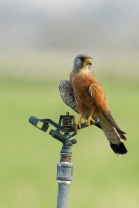 Cernícalo primilla (Falco naumanni)