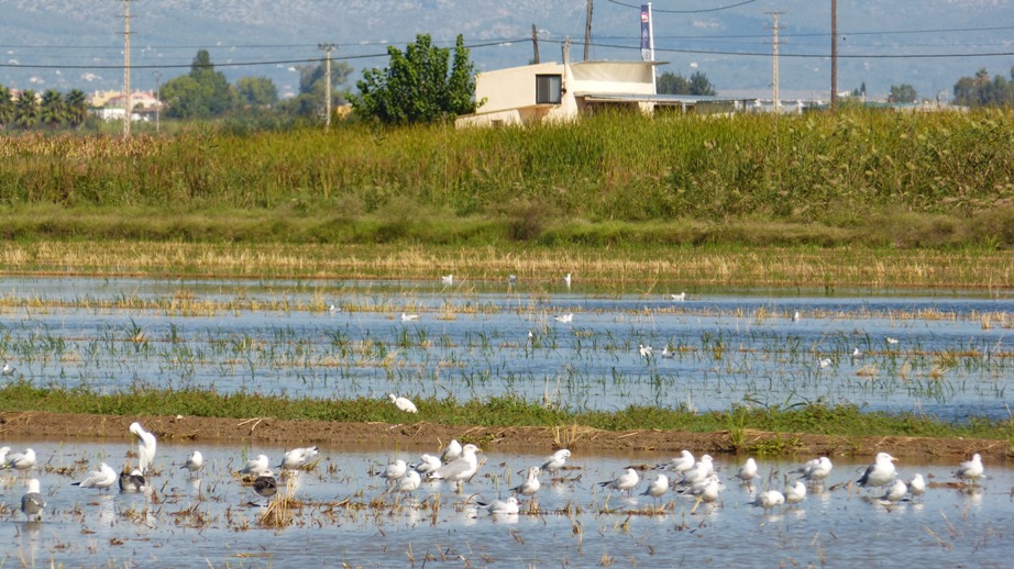 Ver aves en el Delta del Ebro