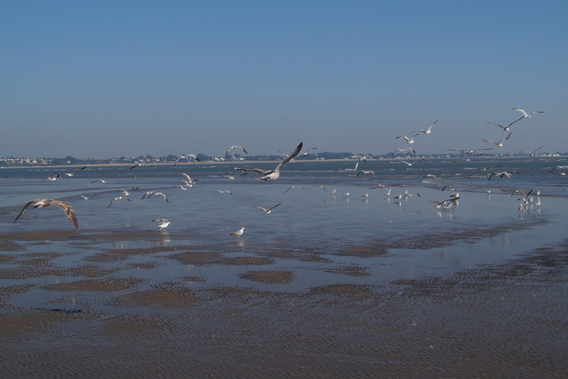 Ver aves en Doñana