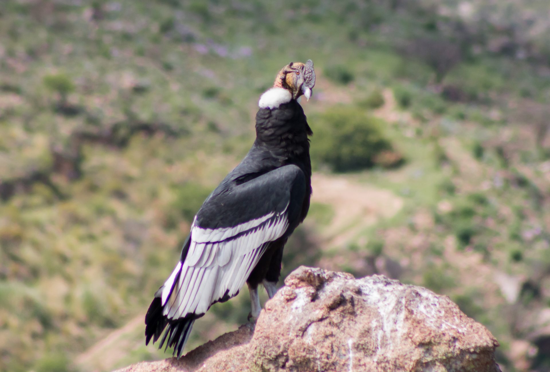 Aves Rapaces y de Presa: Condor Andino (Vultur gryphus)