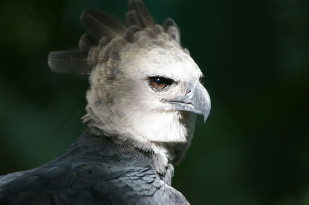 Aves Rapaces y de Presa: Águila Harpía (Harpia harpyja)